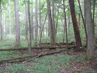 GRSM Accuracy Assessment. Plot Code: GRSM_AA_0594_6