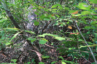 GRSM Accuracy Assessment. Plot Code: GRSM_AA_0921_5