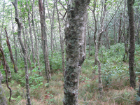 GRSM Accuracy Assessment. Plot Code: GRSM_AA_0215_4