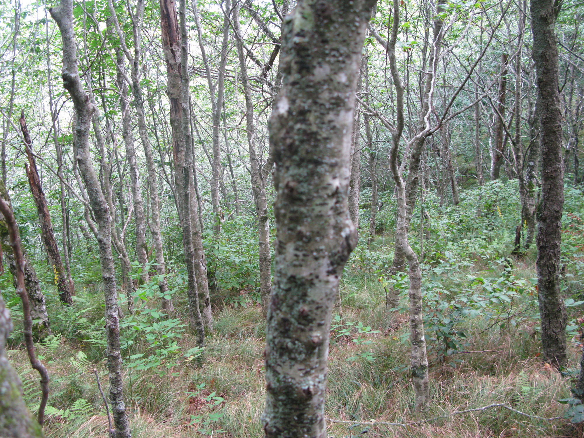 GRSM Accuracy Assessment. Plot Code: GRSM_AA_0215_4