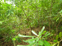 Plot Code: GRSM_AA_0486_2