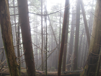 GRSM Accuracy Assessment. Plot Code: GRSM_AA_0676_5