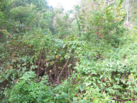 GRSM Accuracy Assessment. Plot Code: GRSM_AA_0528_5