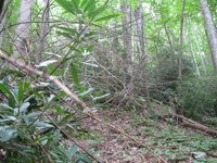 GRSM Accuracy Assessment. Plot Code: GRSM_AA_0422_3