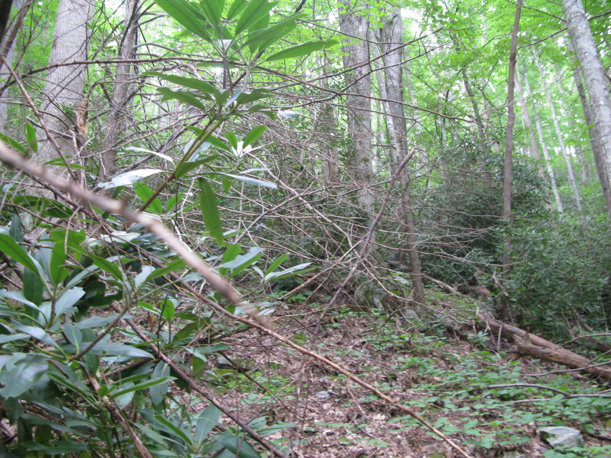 GRSM Accuracy Assessment. Plot Code: GRSM_AA_0422_3