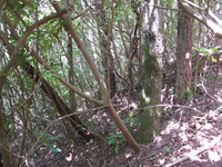 GRSM Accuracy Assessment. Plot Code: GRSM_AA_0367_6