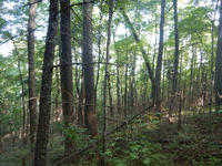 GRSM Accuracy Assessment. Plot Code: GRSM_AA_0681_2