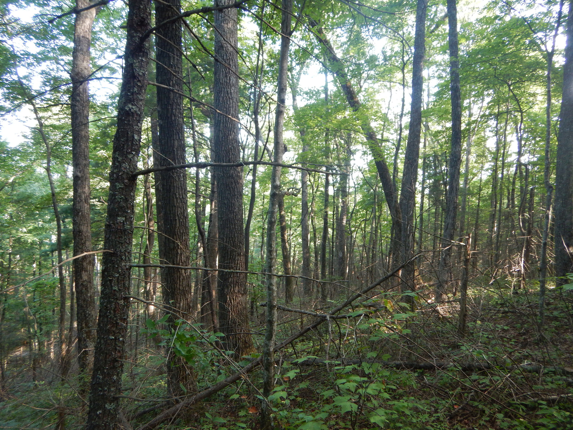 GRSM Accuracy Assessment. Plot Code: GRSM_AA_0681_2