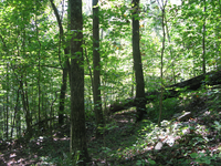 GRSM Accuracy Assessment. Plot Code: GRSM_AA_0047_6