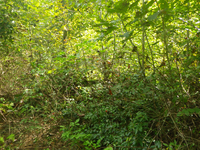 GRSM Accuracy Assessment. Plot Code: GRSM_AA_0535_3