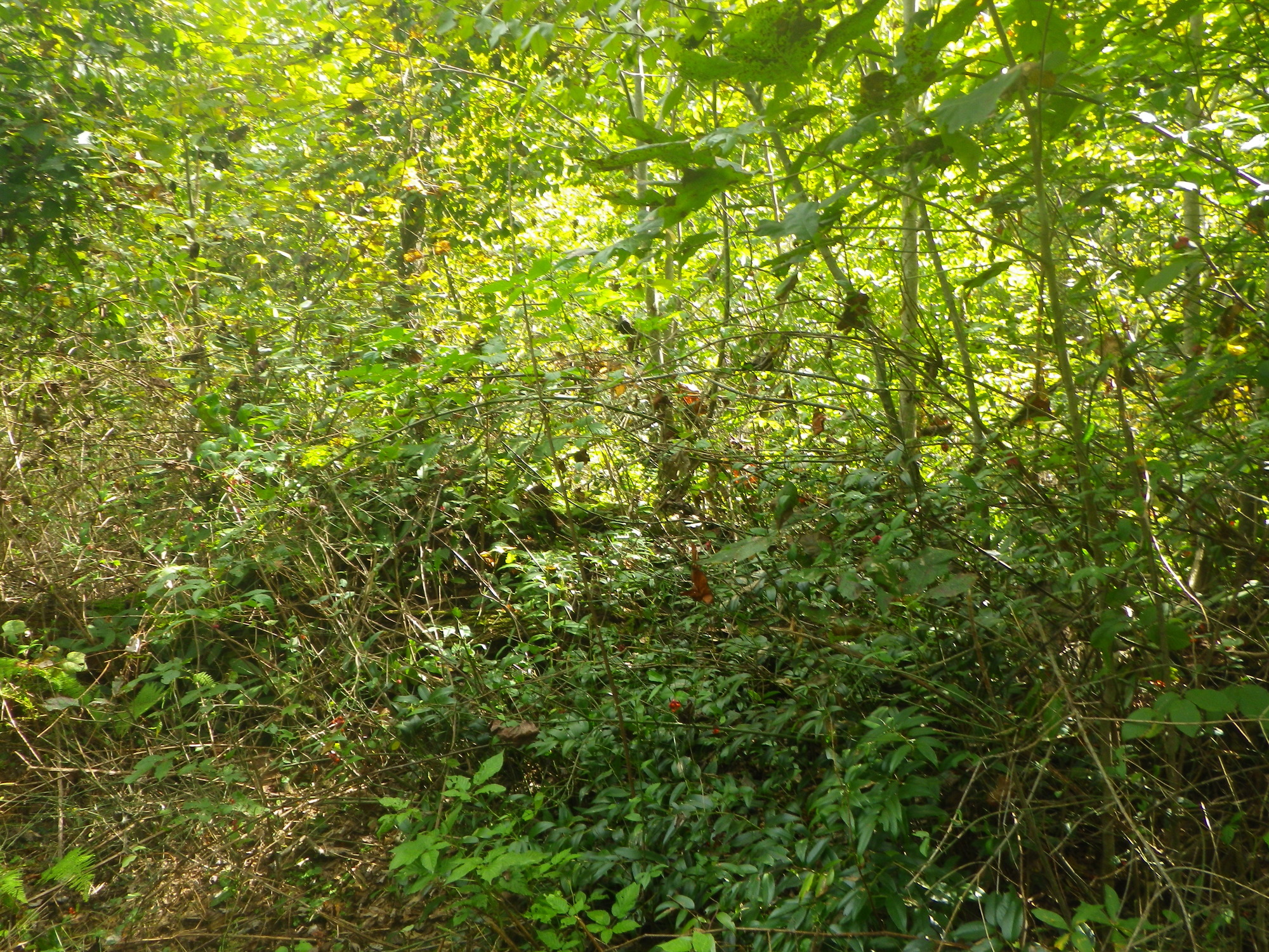 GRSM Accuracy Assessment. Plot Code: GRSM_AA_0535_3