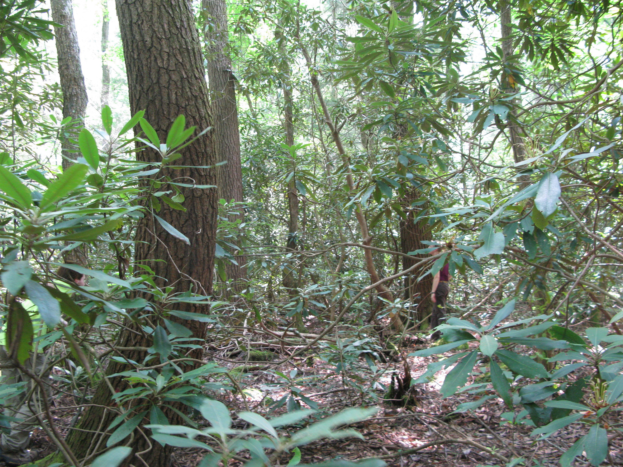 GRSM Accuracy Assessment. Plot Code: GRSM_AA_0272_6