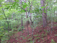 GRSM Accuracy Assessment. Plot Code: GRSM_AA_0397_5