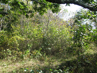 GRSM Accuracy Assessment. Plot Code: GRSM_AA_0342_4