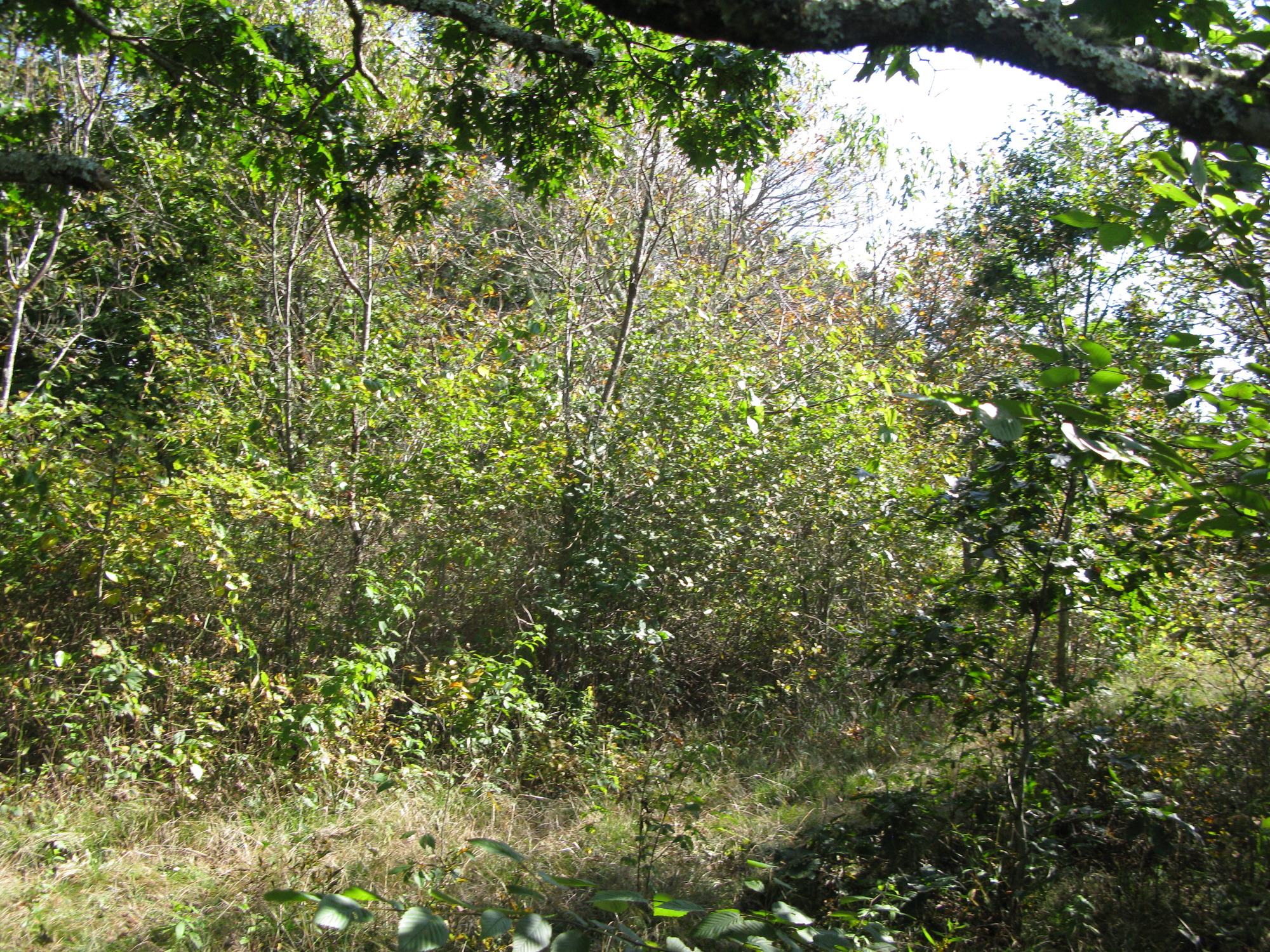 GRSM Accuracy Assessment. Plot Code: GRSM_AA_0342_4