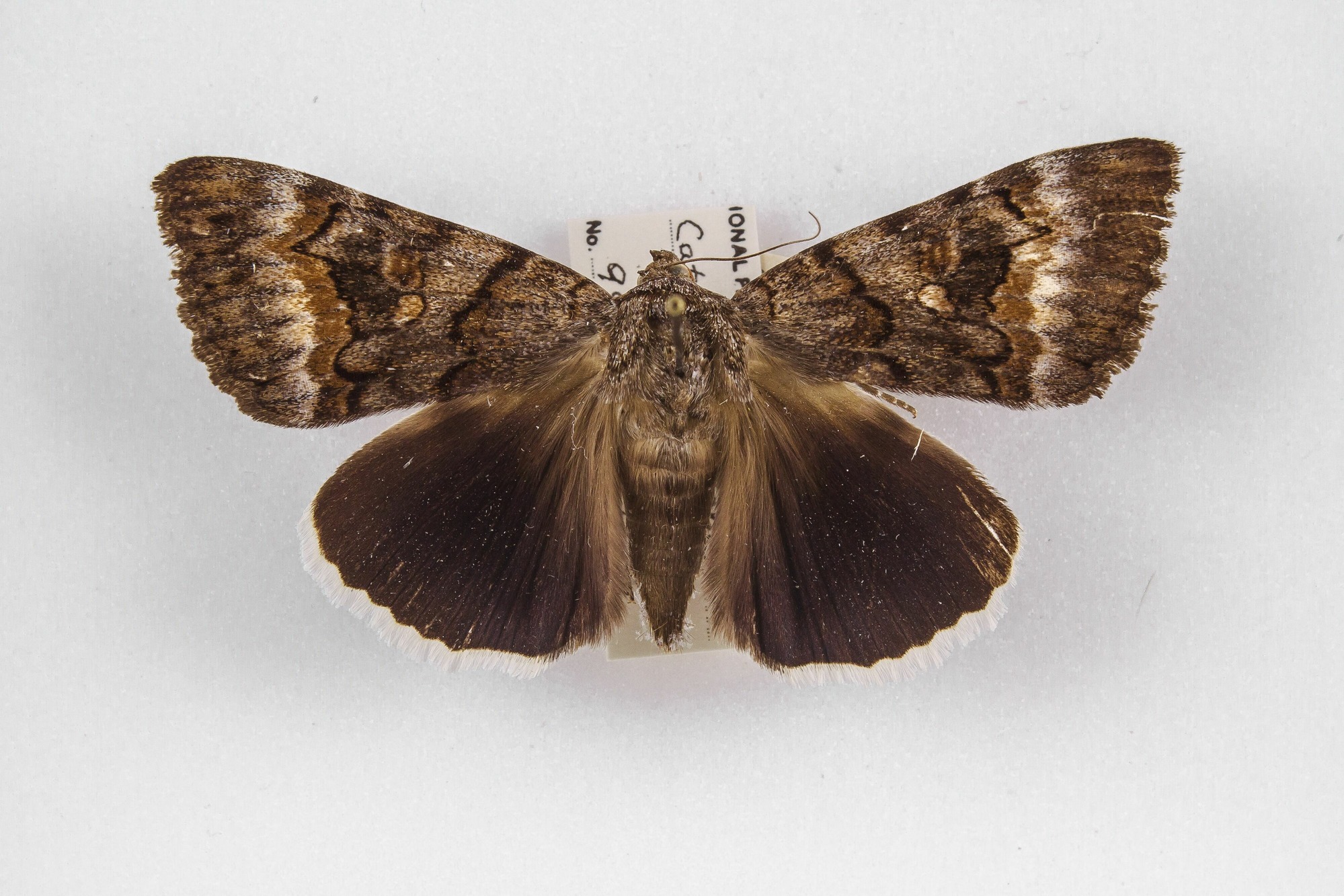 Image of Catocala epione, a species of Animalia