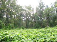 GRSM Accuracy Assessment. Plot Code: GRSM_AA_0347_4