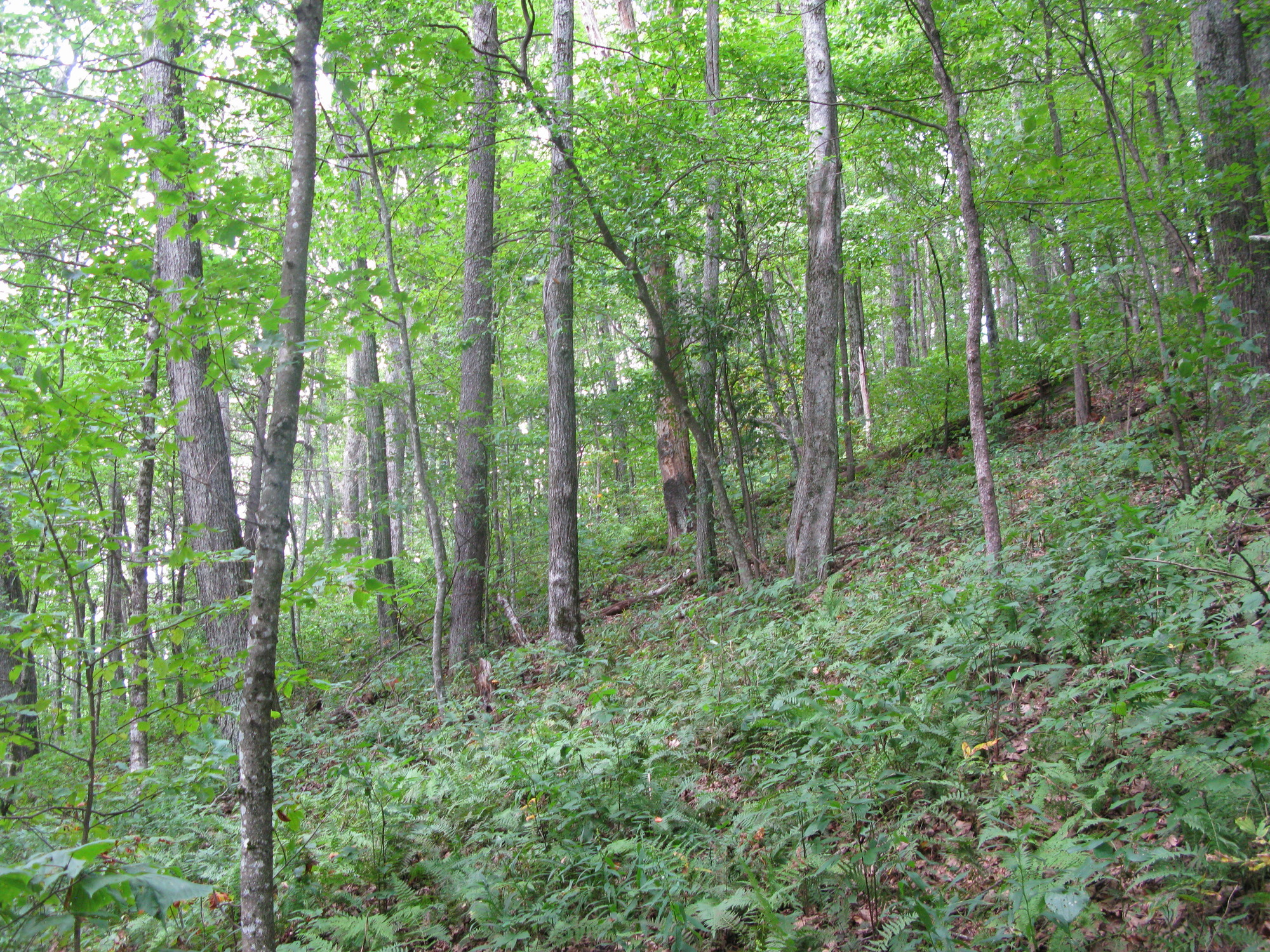 GRSM Accuracy Assessment. Plot Code: GRSM_AA_0248_2