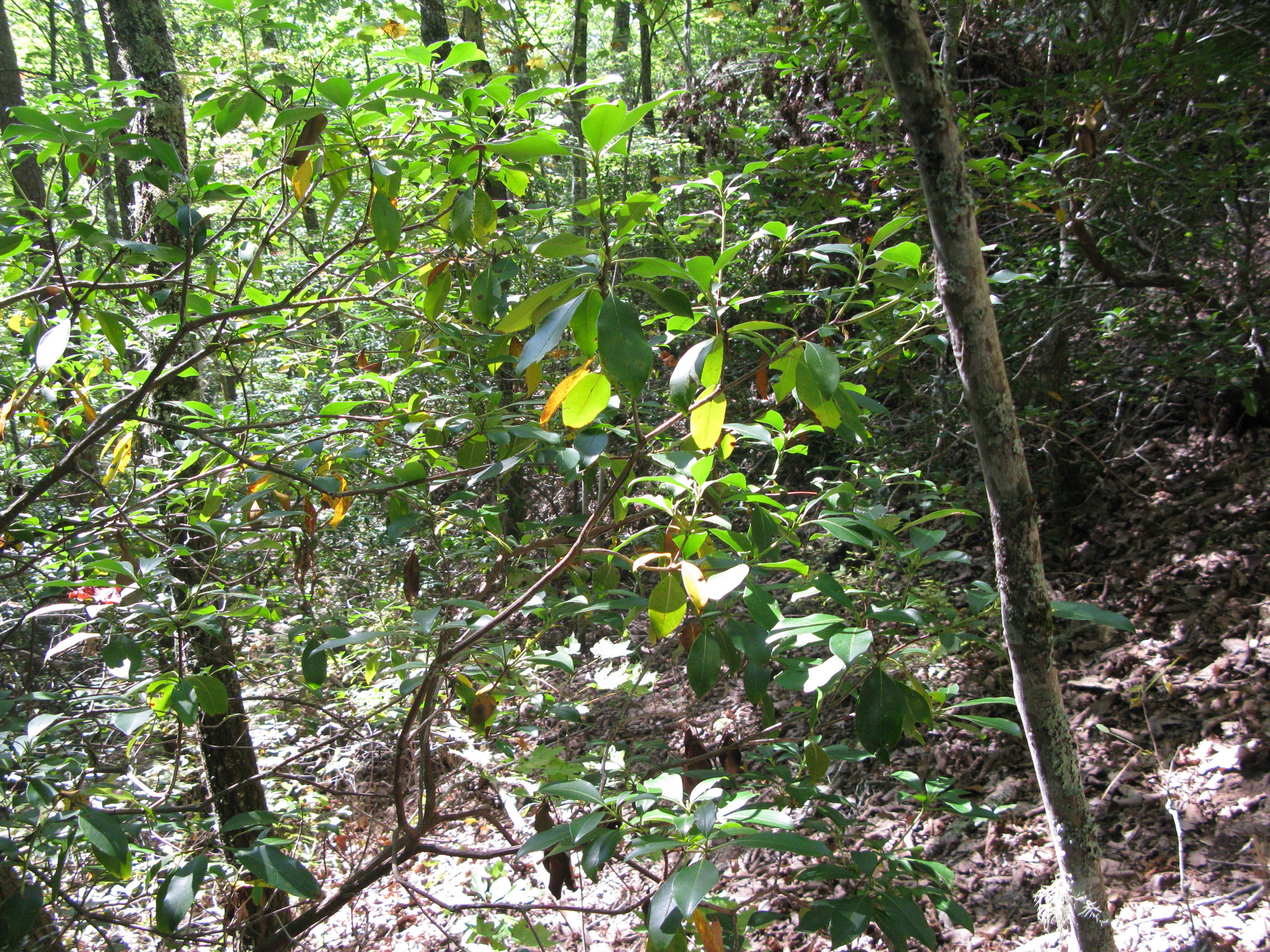 GRSM Accuracy Assessment. Plot Code: GRSM_AA_0059_5