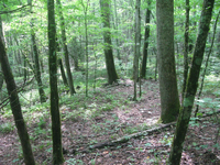 GRSM Accuracy Assessment. Plot Code: GRSM_AA_0872_5