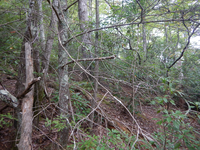 GRSM Accuracy Assessment. Plot Code: GRSM_AA_0518_2