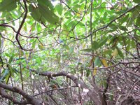 GRSM Accuracy Assessment. Plot Code: GRSM_AA_0791_5