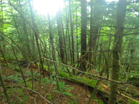 Plot Code: GRSM_AA_0650_2