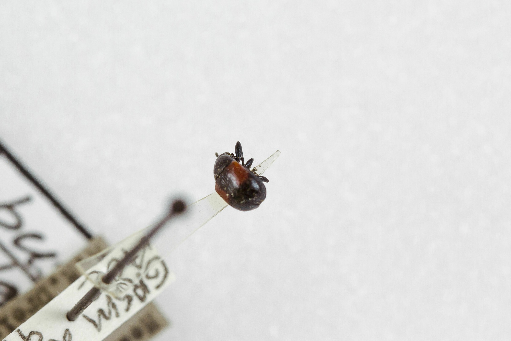 Image of Attelabus bipustulatus, a species of Animalia