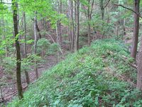 GRSM Accuracy Assessment. Plot Code: GRSM_AA_0707_5