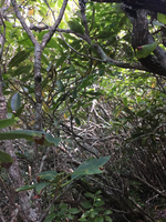 GRSM Accuracy Assessment. Plot Code: GRSM_AA_0315_2