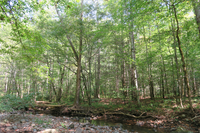 GRSM Accuracy Assessment. Plot Code: GRSM_AA_0789_6