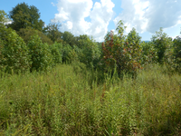 GRSM Accuracy Assessment. Plot Code: GRSM_AA_0720_4