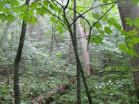 GRSM Accuracy Assessment. Plot Code: GRSM_AA_0031_5