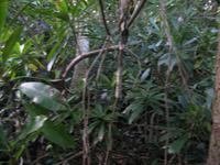 GRSM Accuracy Assessment. Plot Code: GRSM_AA_0082_3