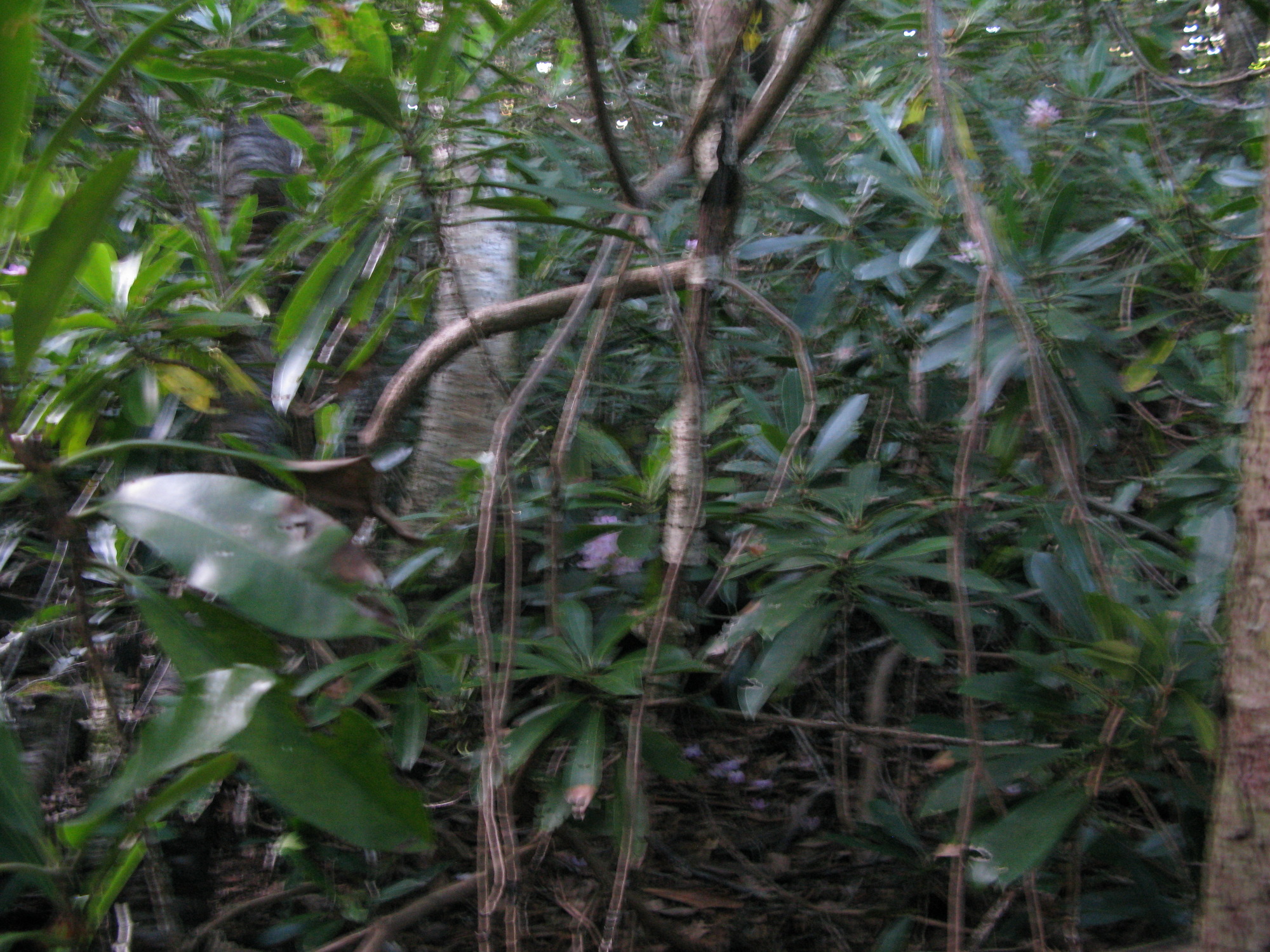 GRSM Accuracy Assessment. Plot Code: GRSM_AA_0082_3