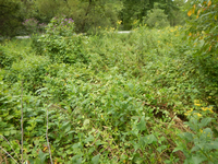 GRSM Accuracy Assessment. Plot Code: GRSM_AA_0479_6