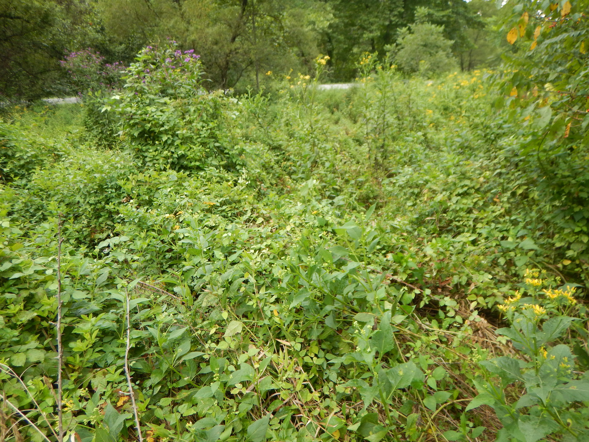 GRSM Accuracy Assessment. Plot Code: GRSM_AA_0479_6