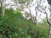 GRSM Accuracy Assessment. Plot Code: GRSM_AA_0970_3