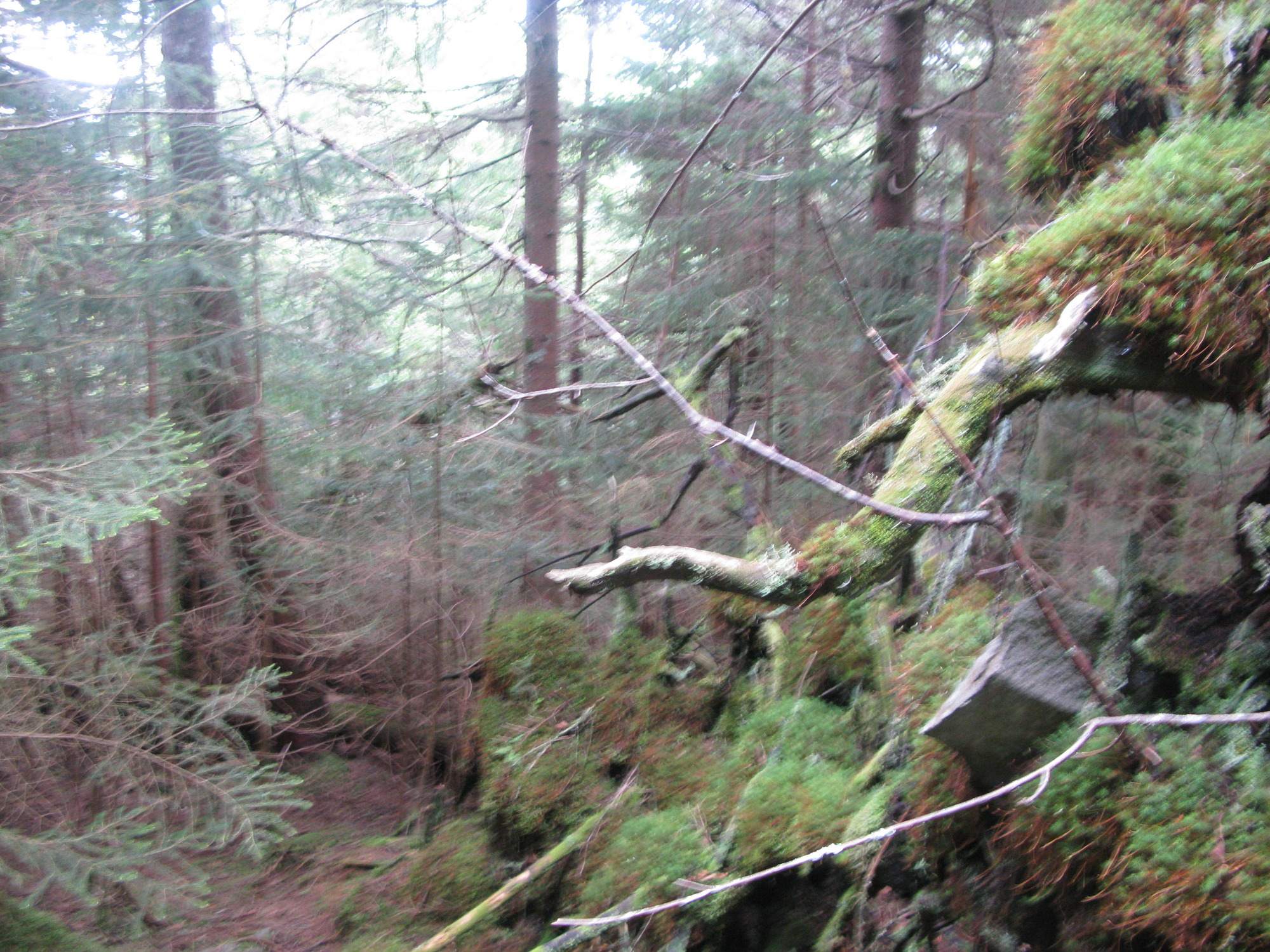 GRSM Accuracy Assessment. Plot Code: GRSM_AA_0555_4