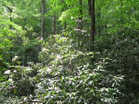 GRSM Accuracy Assessment. Plot Code: GRSM_AA_0764_5