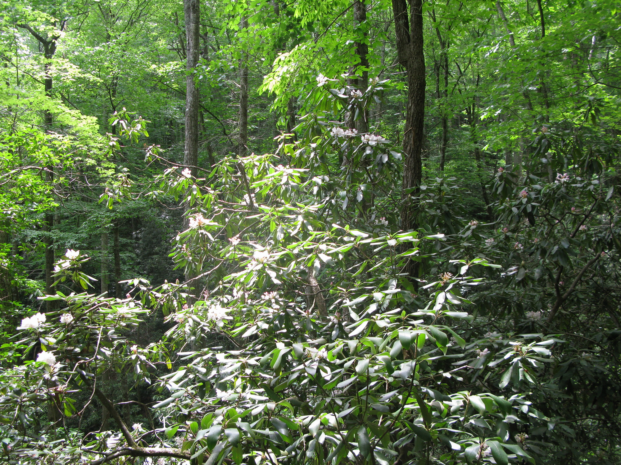 GRSM Accuracy Assessment. Plot Code: GRSM_AA_0764_5