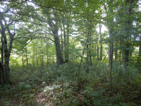 GRSM Accuracy Assessment. Plot Code: GRSM_AA_0712_8