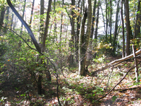 GRSM Accuracy Assessment. Plot Code: GRSM_AA_0150_6