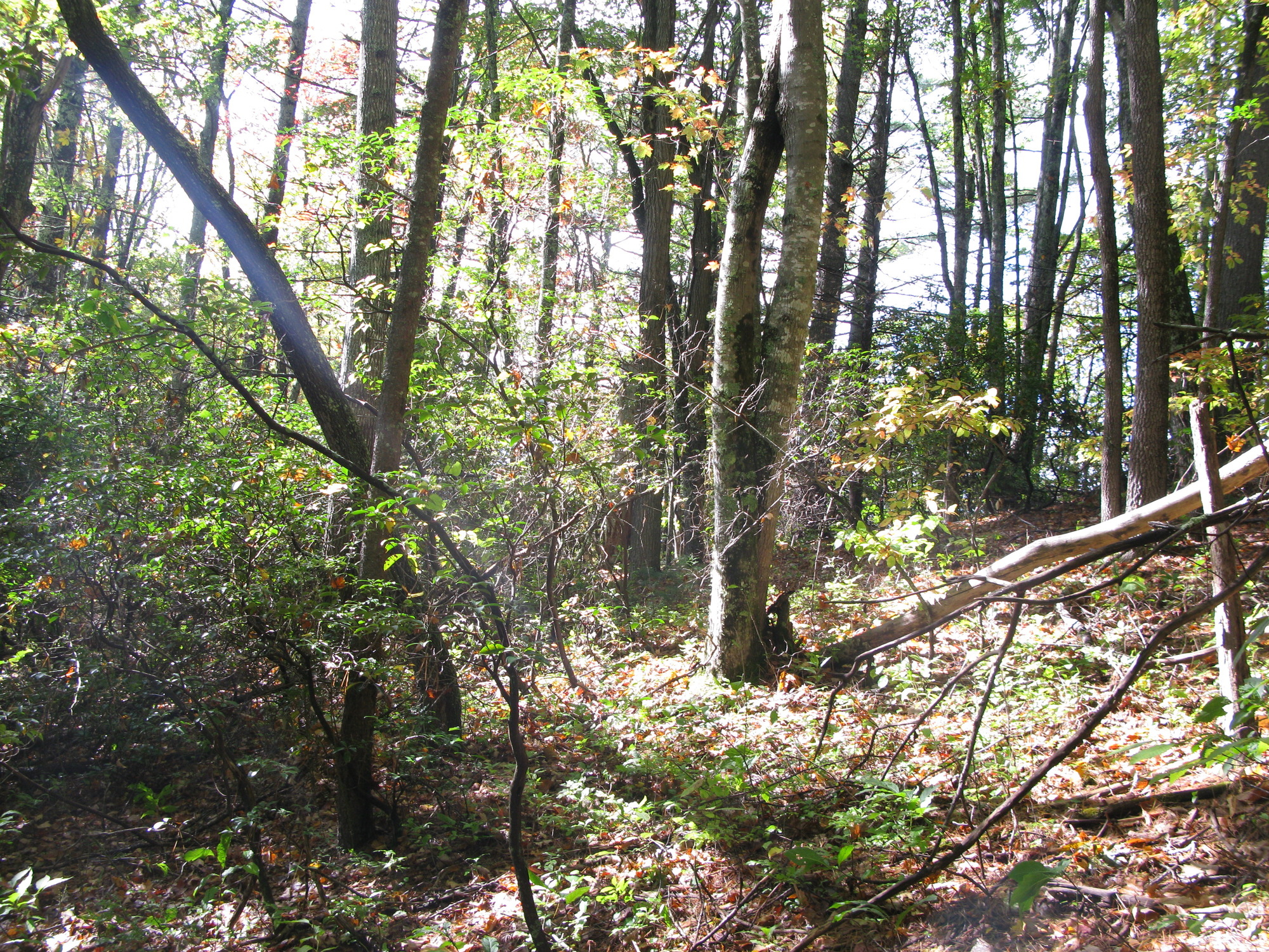 GRSM Accuracy Assessment. Plot Code: GRSM_AA_0150_6