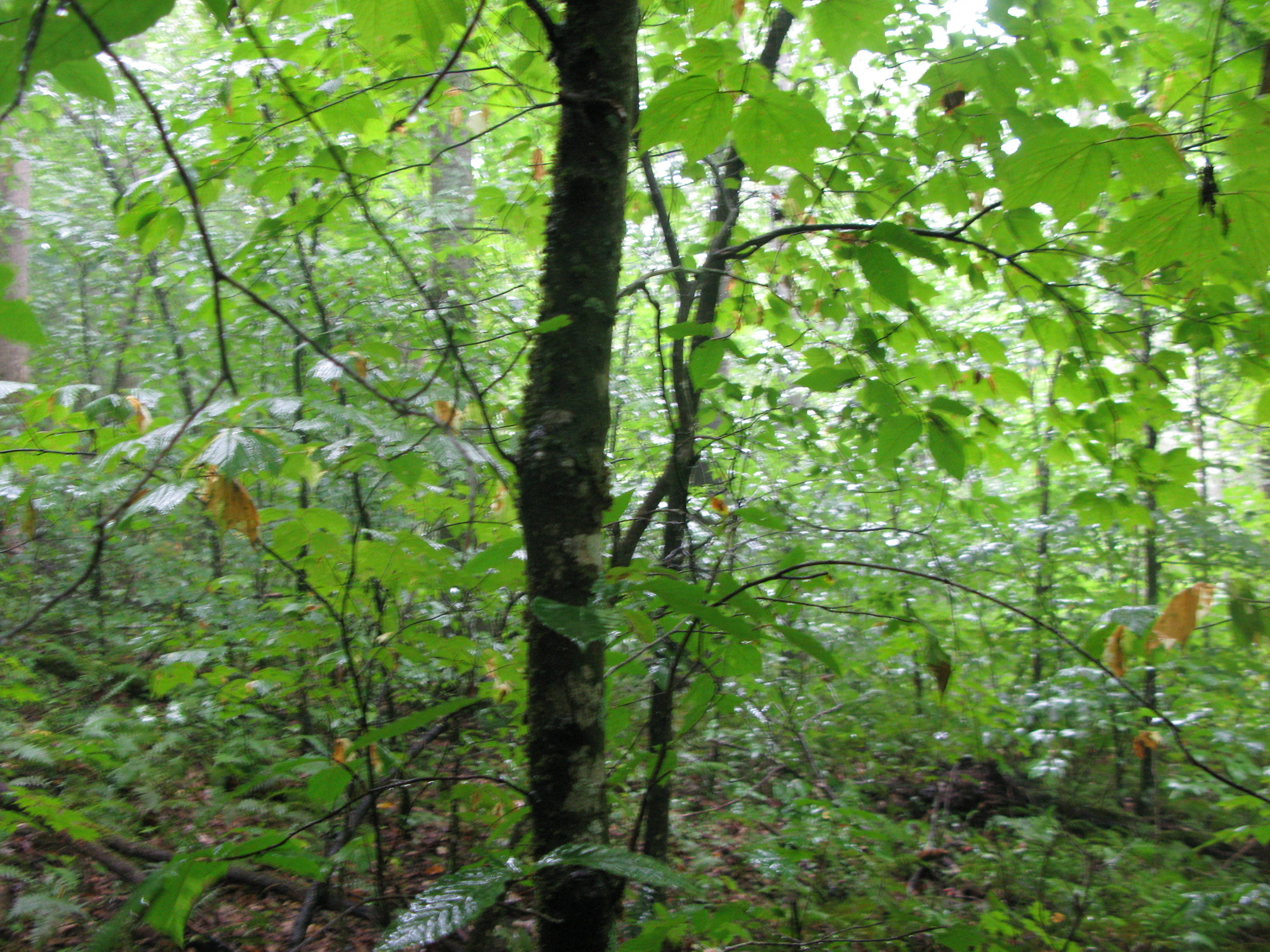 GRSM Accuracy Assessment. Plot Code: GRSM_AA_0031_2