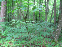 GRSM Accuracy Assessment. Plot Code: GRSM_AA_0105_4