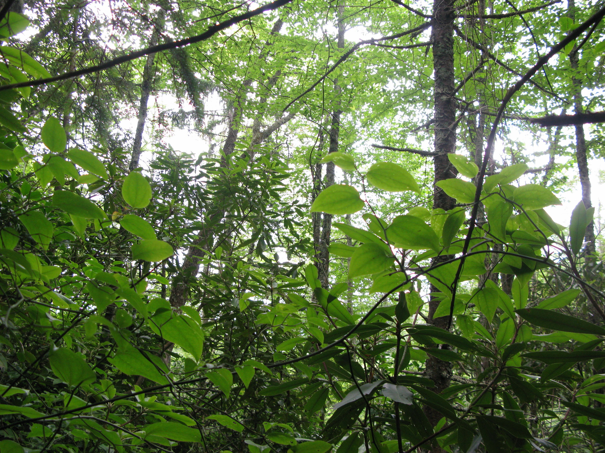 GRSM Accuracy Assessment. Plot Code: GRSM_AA_0125_6