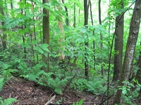 GRSM Accuracy Assessment. Plot Code: GRSM_AA_0466_5