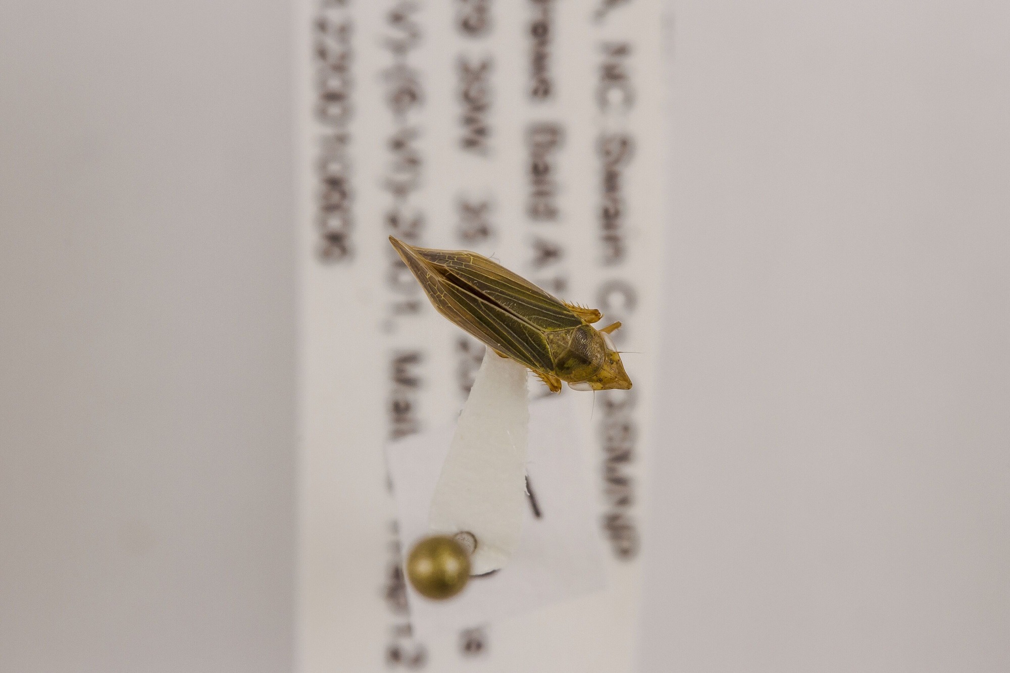 Image of Draeculacephala antica, a species of Animalia