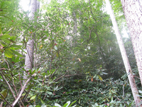 GRSM Accuracy Assessment. Plot Code: GRSM_AA_0655_6